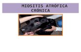 Miositis Atrofica Cronica en Caninos