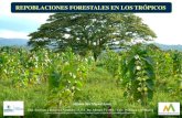 Repoblaciones forestales en los trópicos