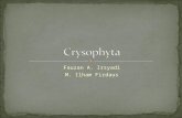 Xmia5 crysophyta