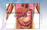 Anatomia de digestivo glandulas accesorias