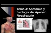 Anatomia y fisiologia respiratoria