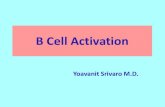 B cell activations