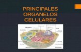 Principales organelos celulares