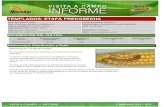 Agrotestigo-Maiz DEKALB-Campaña 1213-Informe Pre-cosecha Nº89