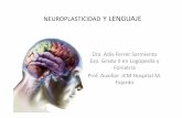 Neuroplasticidad y lenguaje I