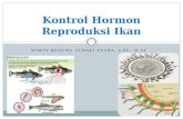 Endokrinologi Ikan Sub Bahasan kontrol hormon reproduksi ikan