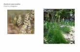 Koeleria macrantha    web show