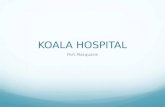 Koala hospital