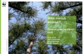 Jari Luukkonen: Mitä metsä kestää? Bioenergian rajallinen rooli.