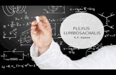 Hakim 4 (sore) Plexus Lumbosacralis