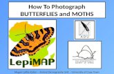 How To Photograph BUTTERFLIES and MOTHS