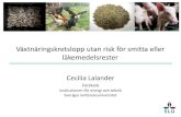 Cecilia Lalander - Växtnäringskretslopp utan risk för smitta eller läkemedelsrester