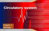 Ch.4.circulatory system