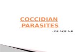 Coccidian parasite