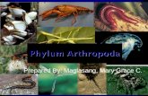 Phylum antropoda-zoology
