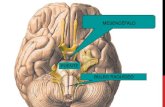 Neuroanatomia Mesencefalo