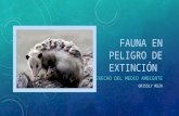 DMA.- Fauna en peligro de extinción (Tlacuaches)