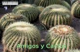 Cactus  -2010