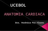 Clase de cardiologia ucebol grupo A
