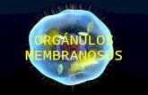 Organulos II: Con membrana
