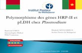 Polymorphisme des gènes hrpII et pldh chez Plasmodium