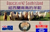 Alpacas in nz  south island (紐西蘭南島的羊駝)