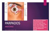 Parpados - anatomia, histologia y fisiologia