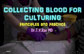 COLLECTING BLOOD FOR CULTURINGprinciples and practice