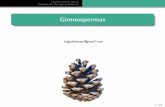 Reino Plantae - Gimnospermas