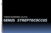 Genus streptococcus