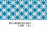 Microbiology lab 2