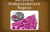 Retículo endoplasmatico rugoso