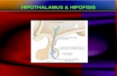 157085171 hipothalamus-hipofisis