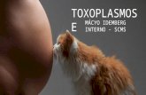 Toxoplasmose. mácyo