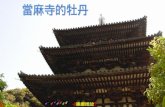 奈良 -當麻寺的牡丹盛開