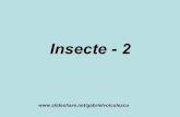 Insectes 2