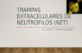 Trampas Extracelulares de neutrófilos (Nets)