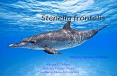 Student Presentation Stenella Frontalis