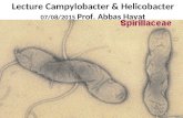 Campylobacter & helicobacter