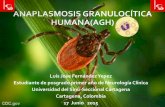 Anaplasmosis granulocitica humana-AGH