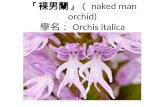 裸男蘭（Naked man orchid)