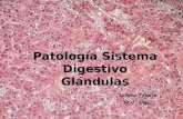 Patología sistema digestivo glándulas