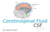 cerebrospinal fluid Csf