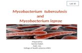 Mycobacterium  tuberculosis