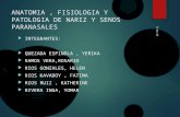 Anatomia fisiologia y patologia de nariz y senos paranasales pptx