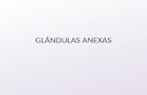 Histologia glandulas anexas