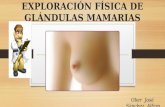 Exploración de glándulas mamarias