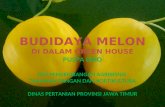 Budidaya melon di puspa lebo