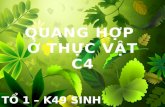 Quang hợp c4