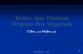 Plantas órgãos vegetais prof Ivanise Meyer